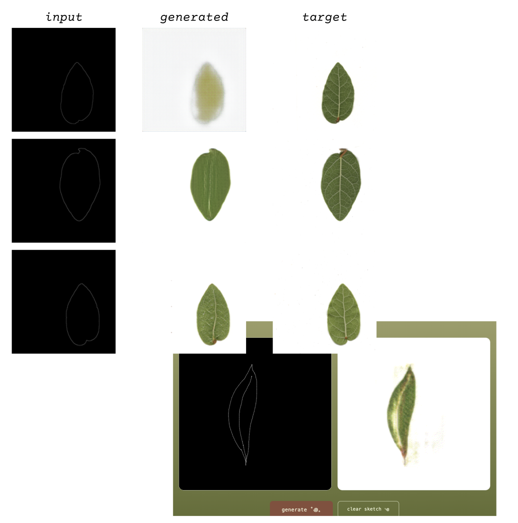 showing the training data - leaves and their outlines