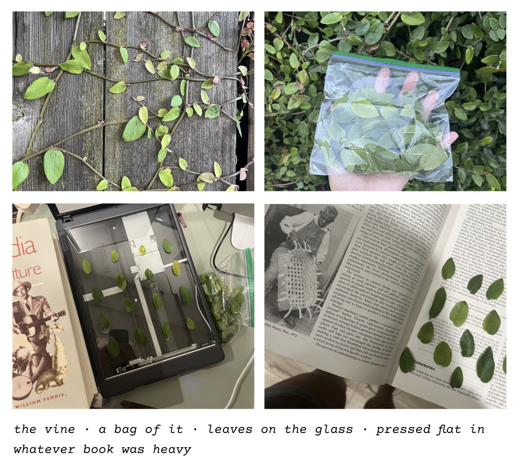 showing the training data gathering process - scanning leaves, pressing them in a book